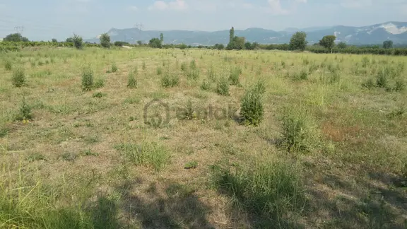 Denizli/çal/yukarıseyit Mah 6.500.m2 Verimli Tarla Araç Takası Olur 1