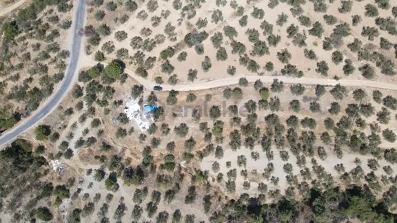 Şarköy'de Asfalta 10 M. Mesafede 50 Ağaç Satılık Zeytinlik 2