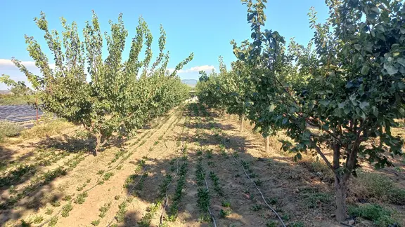 Okkalı Emlak Tan Menemen Yayla Mah. De Satılık Bahçe 1