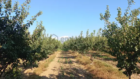 Okkalı Emlak Tan Menemen Yayla Mah. De Satılık Bahçe 2