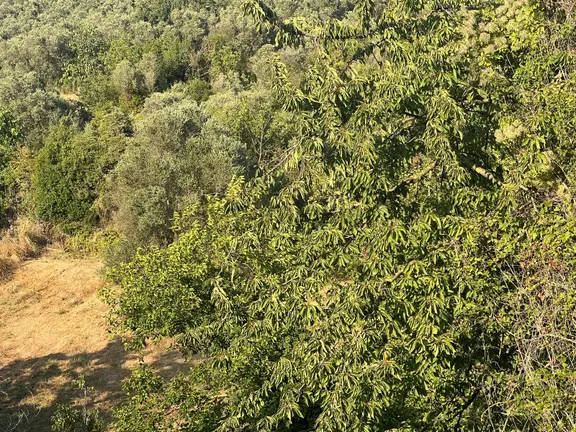 Bursa Mudanya Eşkel Satılık Tarla1300m2 2