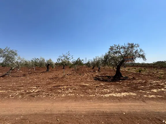 Babil Emlaktan Satlık Şehre Yakın Küçük Parça Zeytin&fıstıklık 2