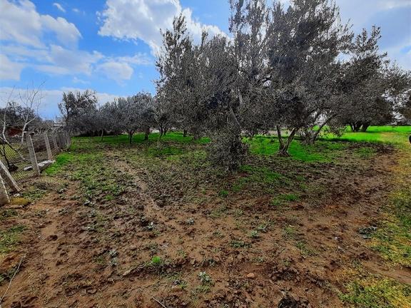 Bölcek Mahallesinin İçerisinde Satılık Zeytinlik 2