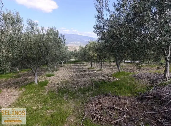 Selinos'dan Eğrigöl'de Yerleşime Yakın 2365 M2 Zeytinlik 1