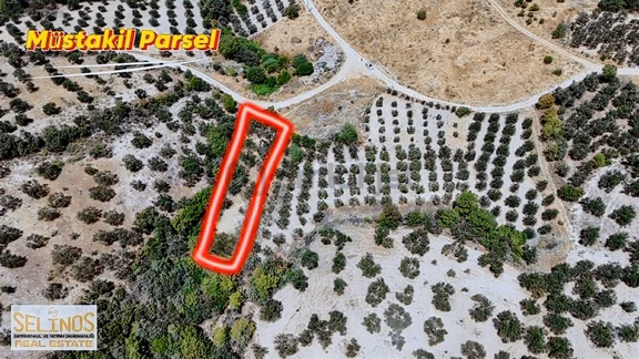 Selinos'dan Eğrigöl Köyünün Eski Yerleşiminde Zeytinlik 1