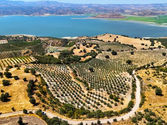 Salihli'de Satılık Baraj Manzaralı 65587 M2 Zeytinlik (video) 2