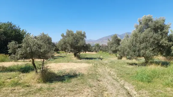 Yatırımlık Zeytin Bahçesi 1