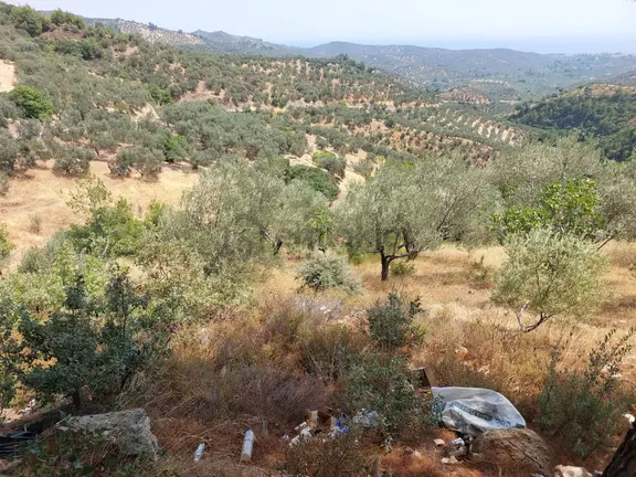 Ahmetçe Altında Zeytinlik Manzara Var Dağmanzaralı 1