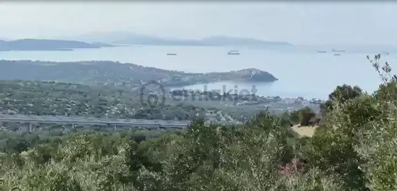 Deniz Manzaralı Küçük Parça Satılık Zeytinlik 2