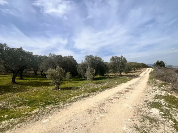 Manisa Kırkağaç 1