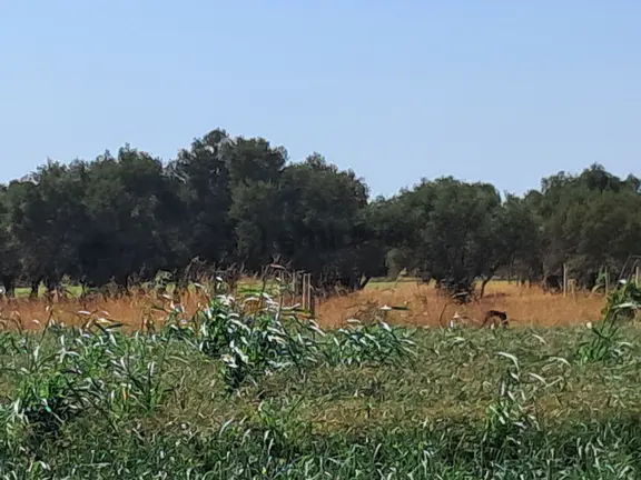 İzmir Torbalı Gold Emlaktan Satılık Zeytinlik 2