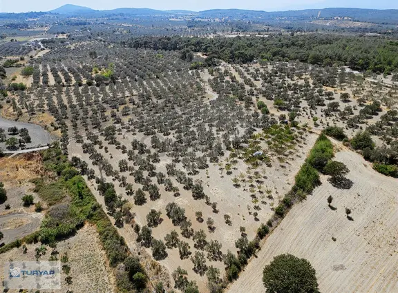 Yok Senesinde 3 Ton Zeytin Veren Satılık Tarla 1