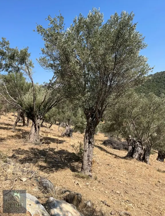 Urla Bademler Bölgenin En Uygun Arazisi 2