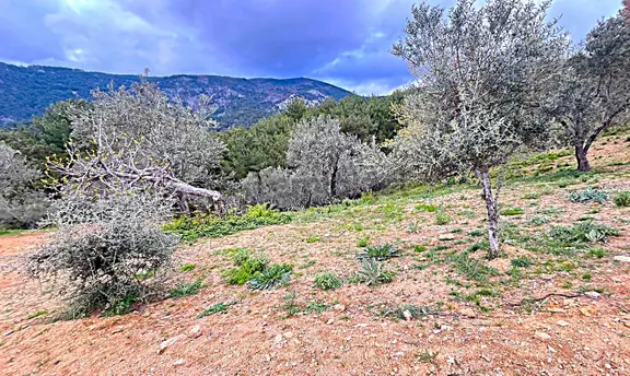 Başaran Emlak'tan Muhteşem Doğa Ve Deniz Manzaralı Zeytin Arazisi 2