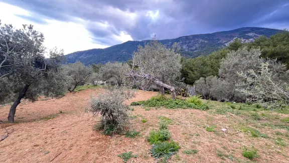 Başaran Emlak'tan Muhteşem Doğa Ve Deniz Manzaralı Zeytin Arazisi 1