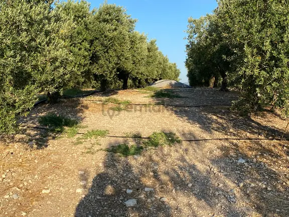 Manisa Akhisar Kayalıoğlunda Rahmiyeye Yakın 7 Dönüm Zeytinlik!! 2