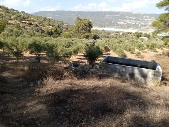 Aydın Bozdoğan Kemer Mah Satılık Zeytinlik 2