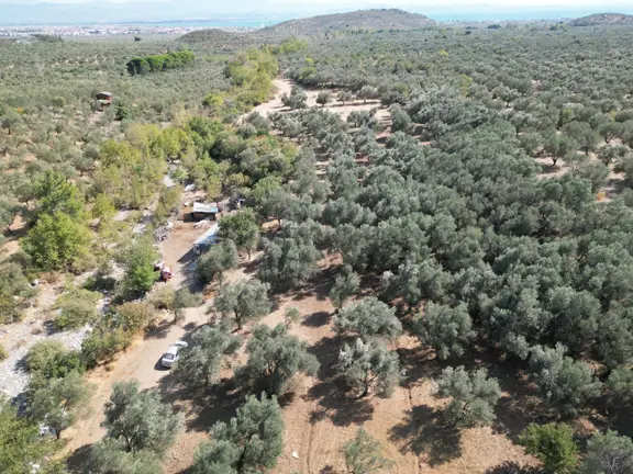 Sabri Pınarbaşı'dan Kızılkeçili'de Satılık 19.783m2 Yatırımlık Zeytinlik 2