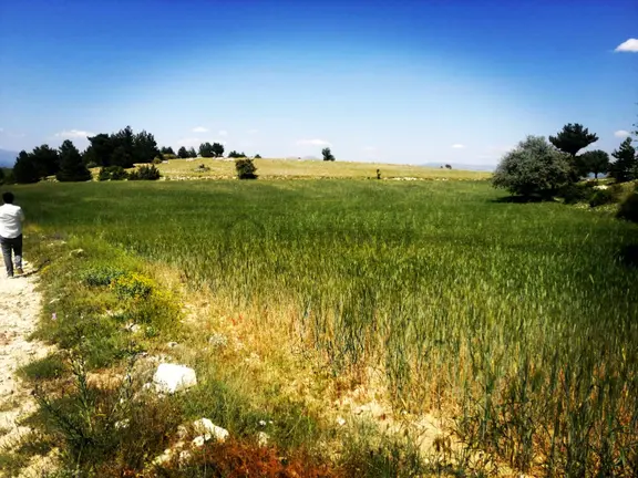 Isparta Yalvaç Koruyaka Köyü Otluk Alanı Mevkii Satılık Tarla No.20518 2