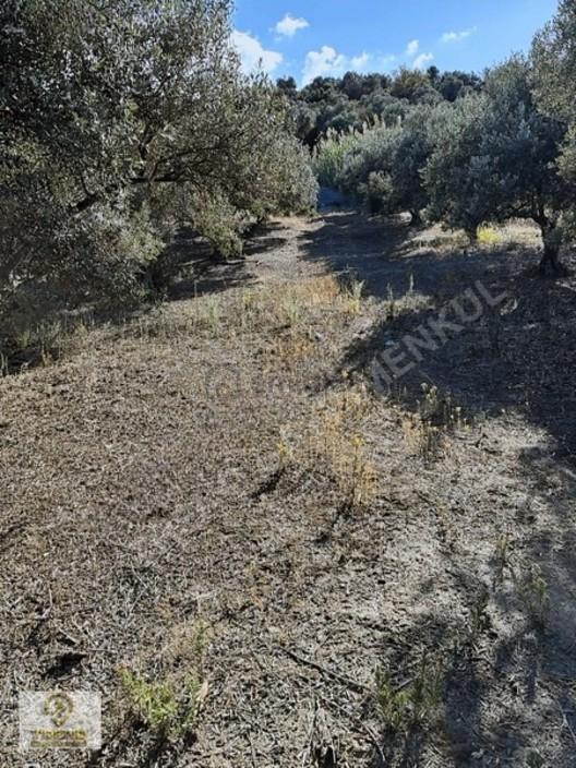 Sahil Yenice'de Deniz Manzaralı 998 M2 Kelepir Fiyata Arazi 2
