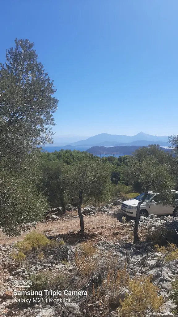 Kapukargında 1440 M2 Zilliyetli Zeytinlik 1