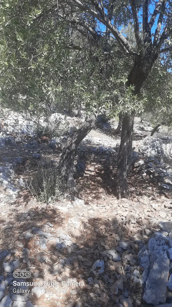 Kapukargında 1440 M2 Zilliyetli Zeytinlik 2