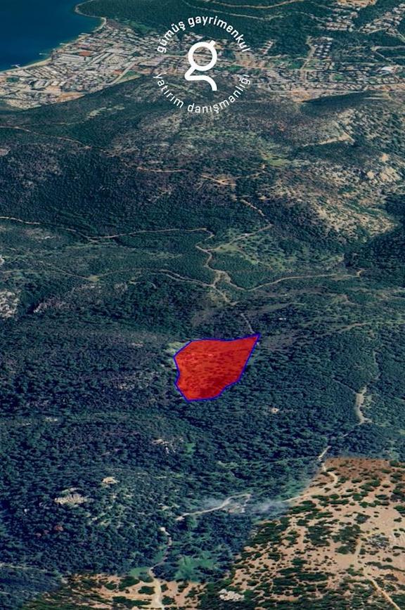 Bodrum Konacık’ta Pedasa Antik Kentine Yakın Zeytinlik 1