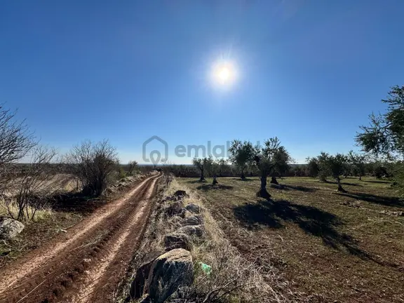 Babil Emlaktan Satlık Yavuzluda 3374 M2 Yol Üzeri Zeytinlik 2