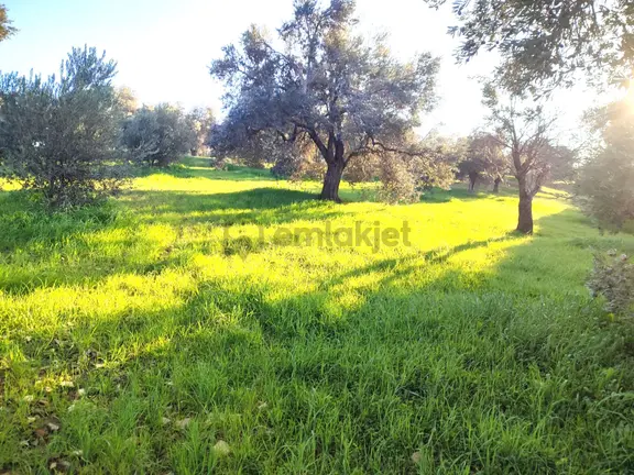 Century21 Bal'dan Balıkesir Gömeç’te Satılık Zeytinlik 2