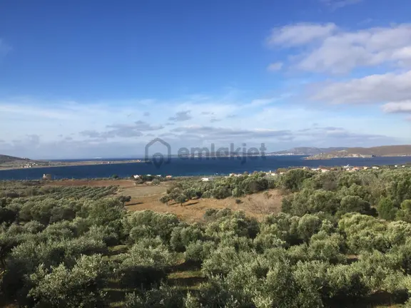 Se&as Exclusıve: Paşalimanı Adasında Yatırımlık Fırsat Arazi Ve Zeytinlik! 1