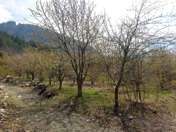 Aslan'dan Çamurlu Yaylasında Dereye Sıfır 5.000 M2 Satılık Bahçe 1