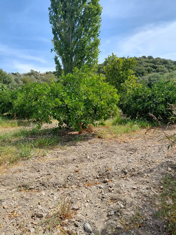 İzmir Seferihısar Kavakdere Mevkinde Satılık 4 Dönüm Narenciye Bahcesi 2