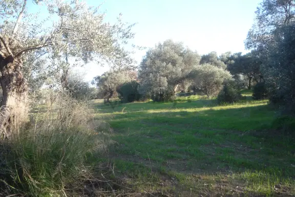 İzmir Torbalı Gold Emlaktan Satılık Zeytin Bahçesi 1