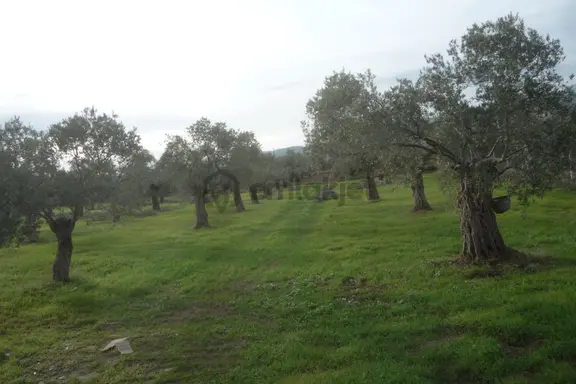 İzmir Torbalı Gold Emlaktan Bayındırda Satılık Zeytin Bahçesi 1
