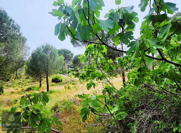 Kozak Emlak Ayvalık Bağyüzü Tarım İmarlı Arazi 36.637 M2 Satılık 1