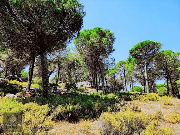 Bergama Okçular Fıstık Çamlığı Tarım İmarlı Satılık 2