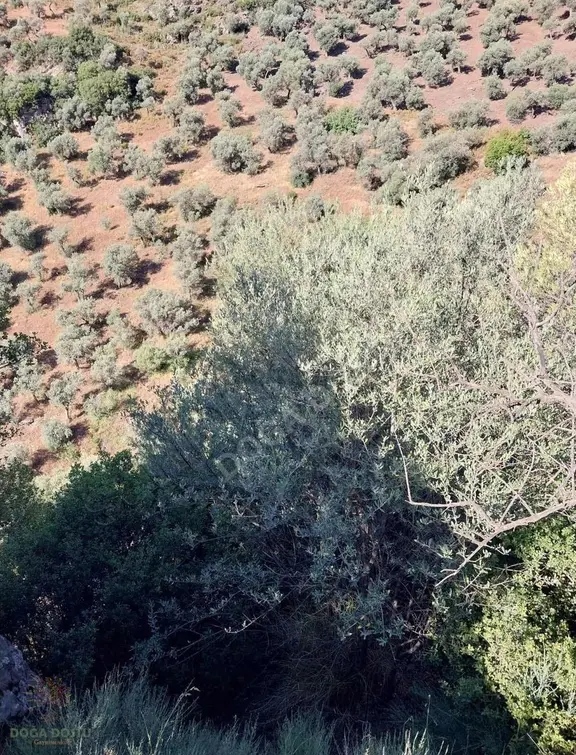 Doğa Dostu'ndan Bayındır Yakapınar 4837m2 Zeytinlik 1