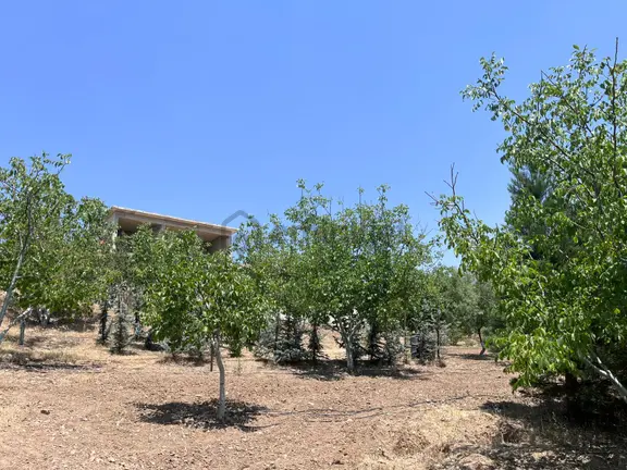 Pursaklar Yeşilyurt'ta 5000 M2 Bahçe 2