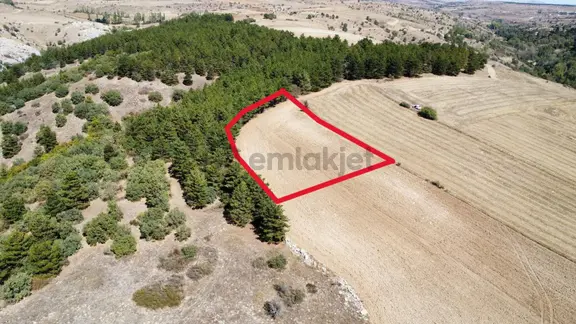 Çorum Merkez Turgut Köyünde Satılık Tarla 1