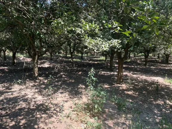 Nazilli Hamzallı Mah. Satılık Portakal Bahçesi 1