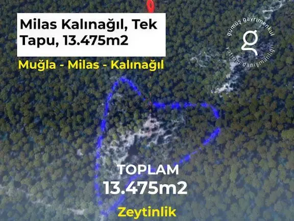 Milas Kalınağıl'da 13.475 M2 Zeytinlik 1