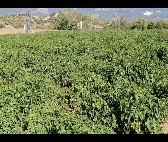 Ana Yol Üzeri Karaisali Merkese 2 Dakika 2