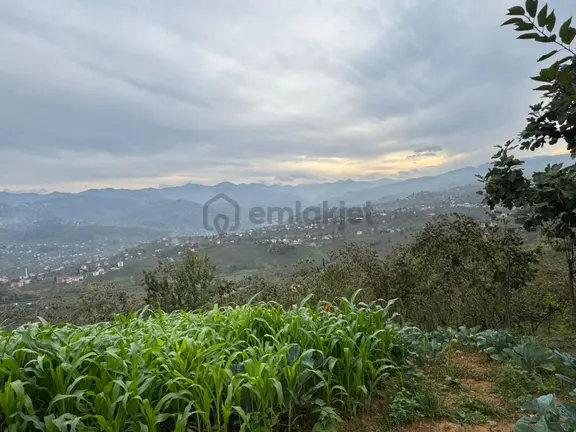 Trabzon Çukurçayır Mısırlı Mahallesi 5.964 M2 Satılık Arsa 1
