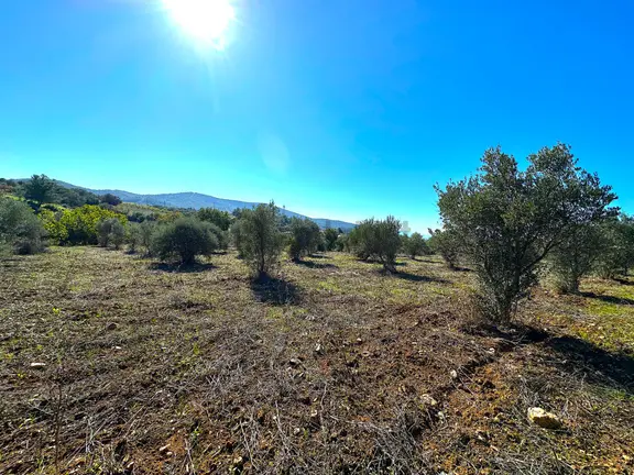 Torbalı Ormanköy'de 7297m2 Müstakil Tapulu Bakımlı Zeytinlik 2