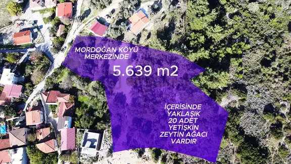 Mordoğan Köyünün Merkezinde 5.639 M2 Zeytin Ağaçlı Satılık Tarla 1