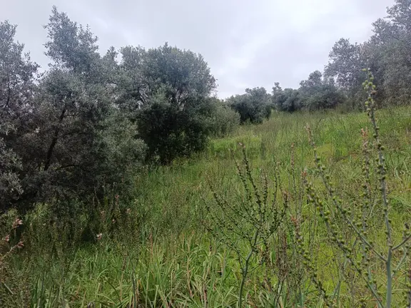 Acarlar Emlaktan Sultanhisar Yağdere'de 2 Adet Toplam 2950 M2 Satılık Zeytinlik 1