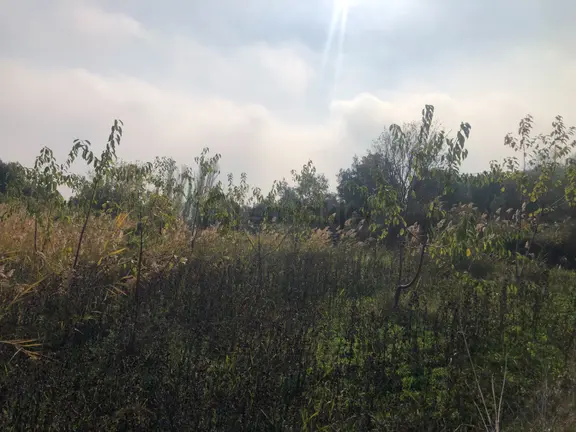 Şarköy De Işık Emlaktan Çınarlı Mah De 2400 M2 Kirazlık. 1