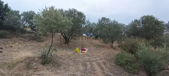 Turpa'dan Sinirli Mh. Satılık Fırsat Tek Tapu Zeytinlik 2