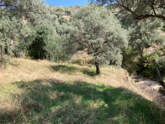 Verimli Uygun Fiyatlı Zeytinlik 7,648 M2 1