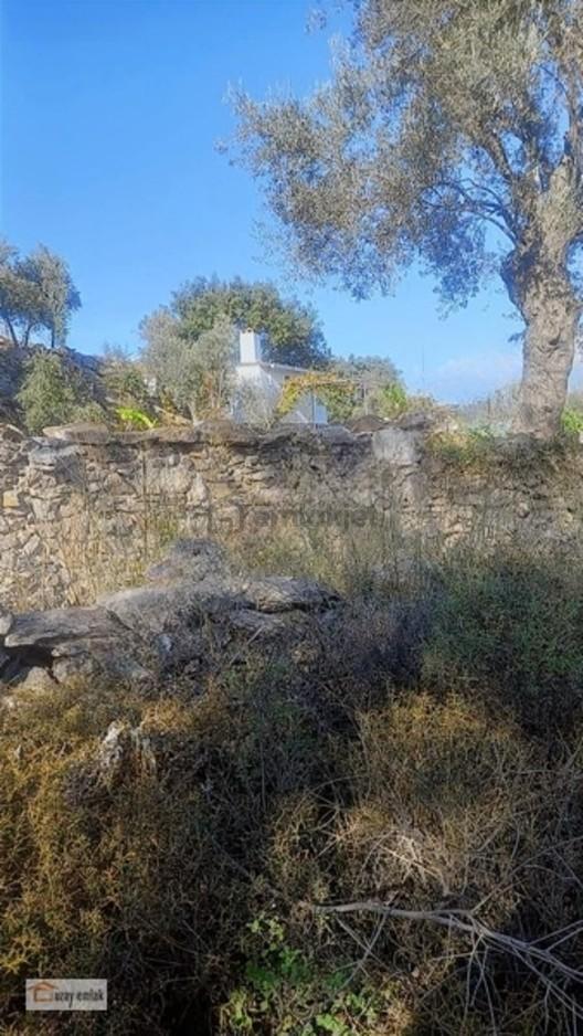 Milas Pınararası Mah Satılık Zeytinlik 2